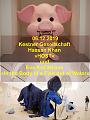 A Kestner Gesellschaft